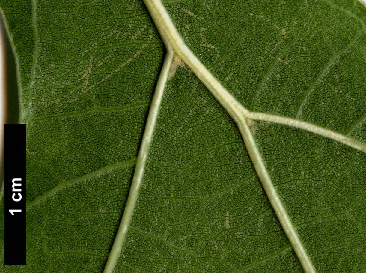 High resolution image: Family: Fagaceae - Genus: Quercus - Taxon: velutina - SpeciesSub: 'Oakridge Walker'